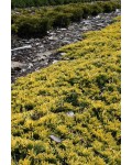 Можжевельник горизонтальный Голден Карпет | Ялівець горизонтальний Голден Карпет | Juniperus horizontalis Golden Carpet